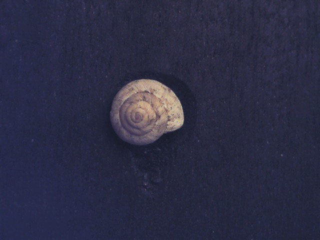 Candidula unifasciata ?